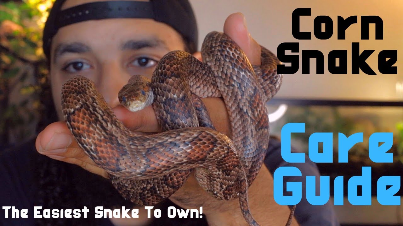 Corn Snake Care Guide 2020!!! Are They The Easiest Snakes To Own?