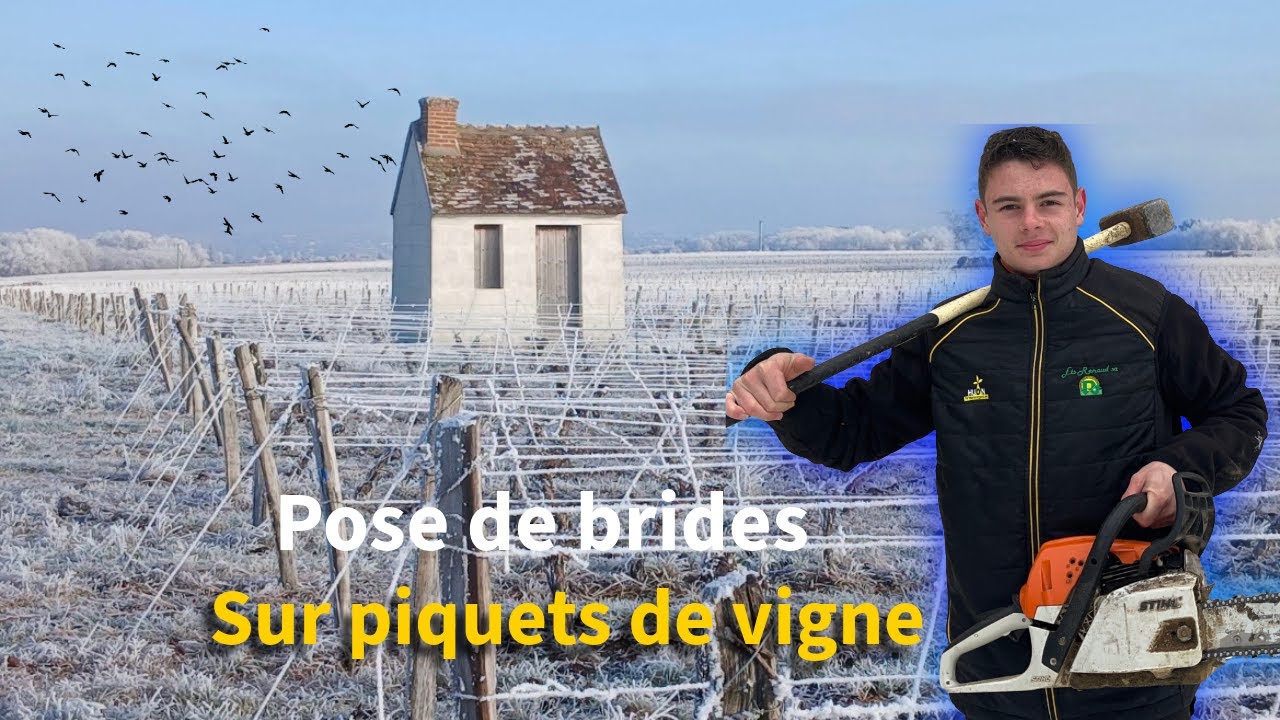 Pose de brides sur piquets de vigne