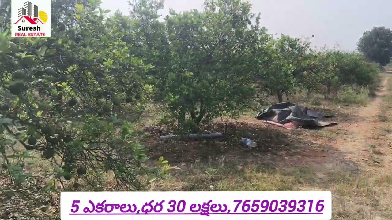 5 ఎకరాల బత్తాయి తోట నల్గొండ జిల్లాలో ధర 30 లక్షలు