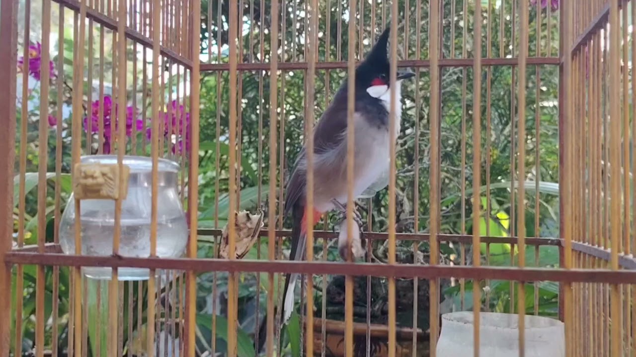 Chào mào Hót Ché ,giọng kích kích bổi sổ giọng Luyện Giọng cho bổi Nghe Là Hót Giọng Rừng