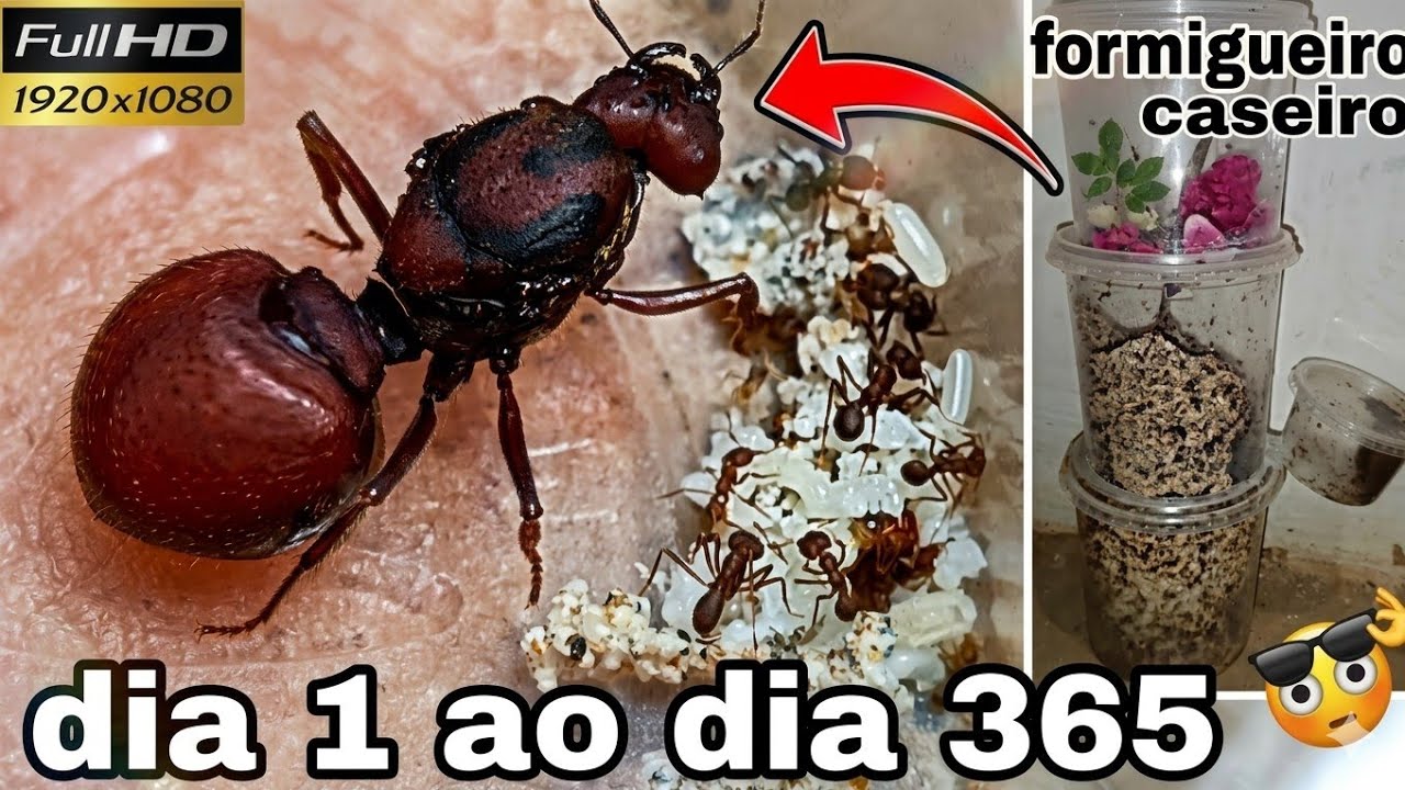  1 Ano com uma Formiga Rainha Tanajura : Do Dia 1 ao Nascimento do Formigueiro