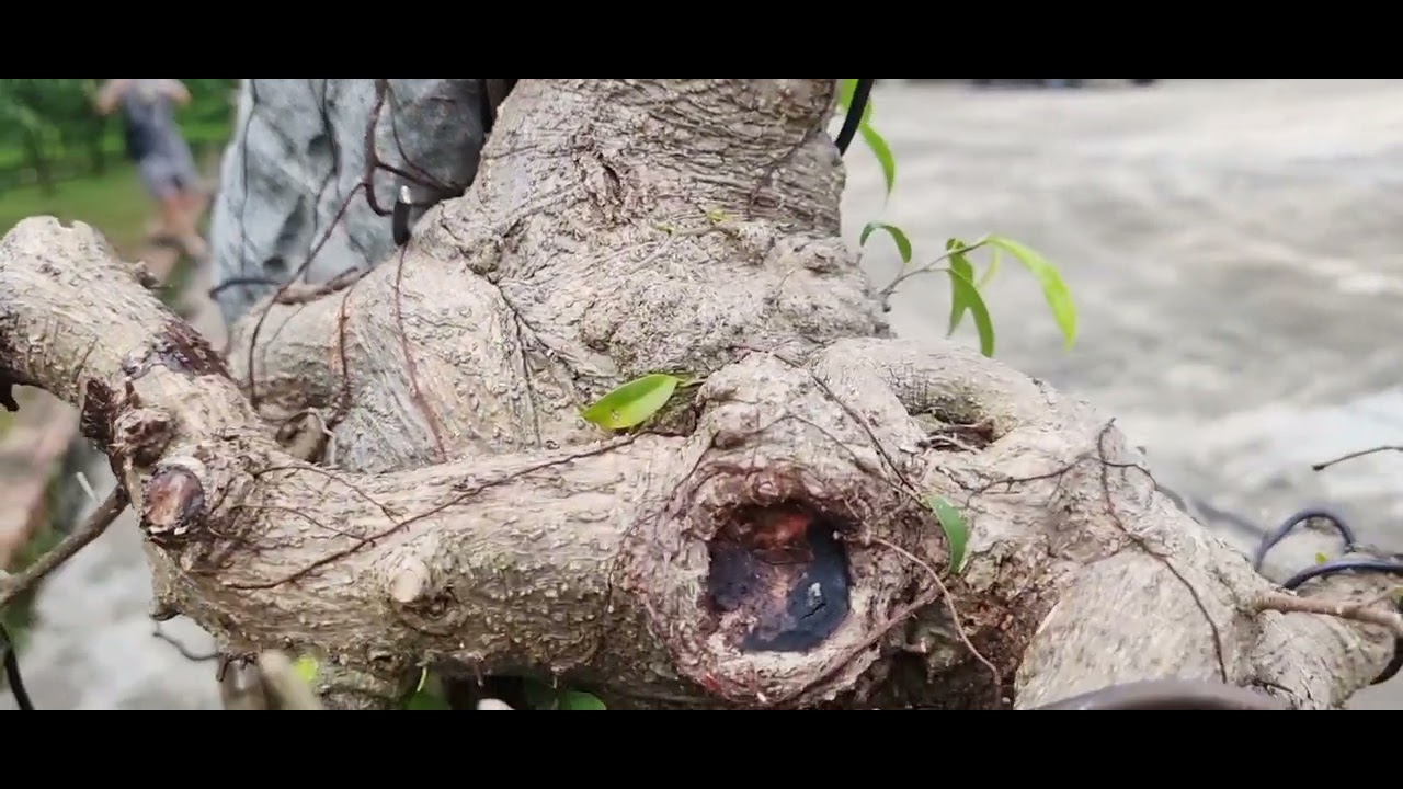Cần bán 30tr 🌲 sanh ôm đá già nghệ thuật 