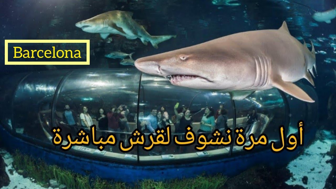 أول مرة نشوف لقرش مباشرة ف حوض السمك برشلونة 🐬  Aquarium Barcelona