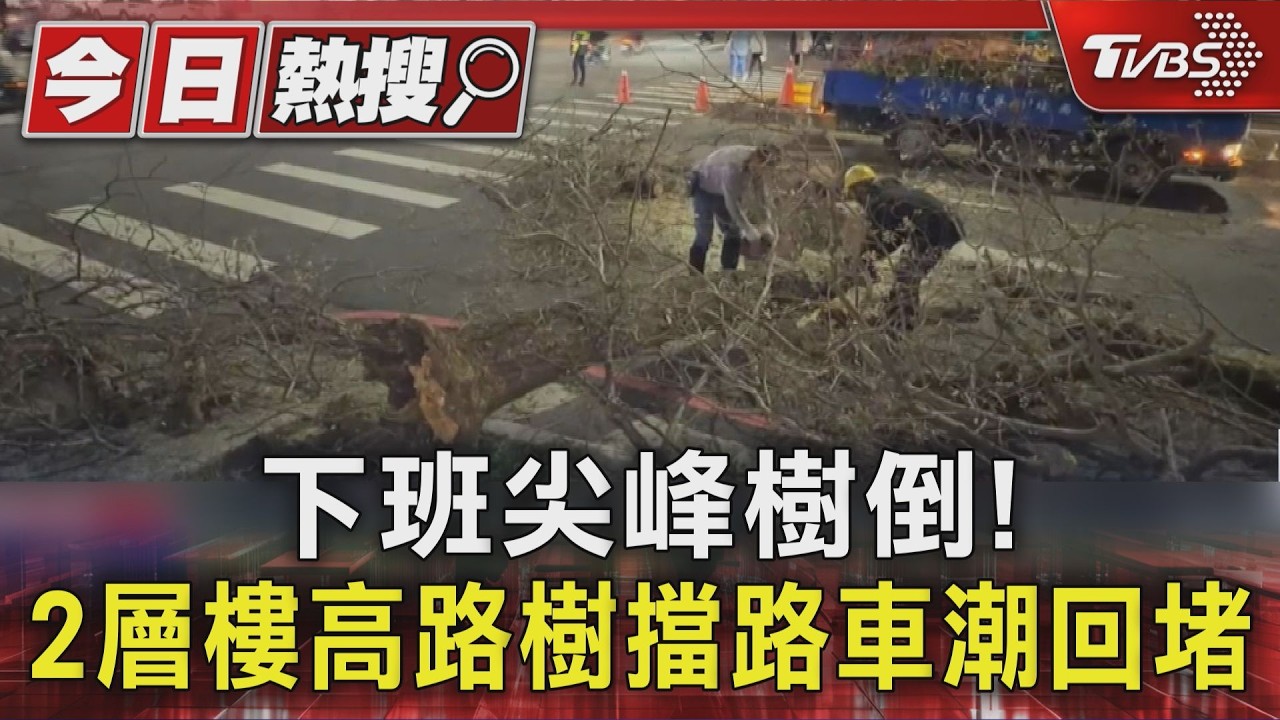 下班尖峰樹倒! 2層樓高路樹擋路車潮回堵｜TVBS新聞 @TVBSNEWS01