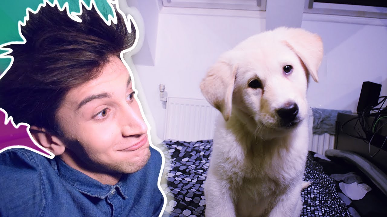 MŮJ NOVÝ PEJSEK - SHIRO !