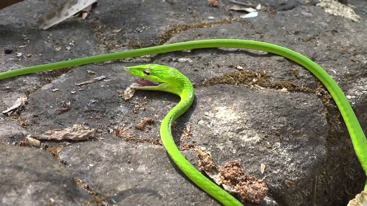 Green Vine Snake