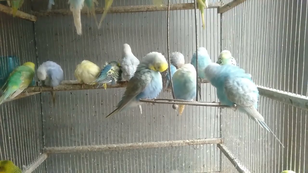 🐤✨ 9分で分かる インコを幸せにする即効アイデア