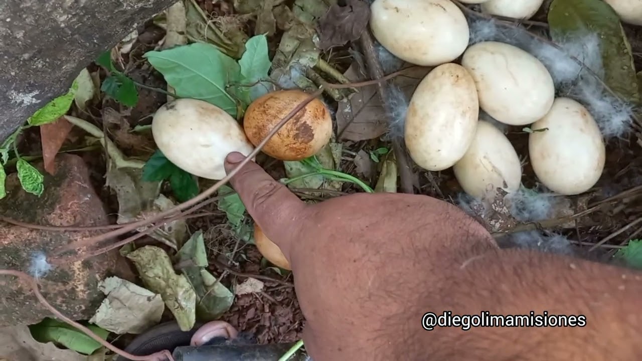 ENCONTRÉ un NIDO de PATO 🥚🐣 muchos huevos