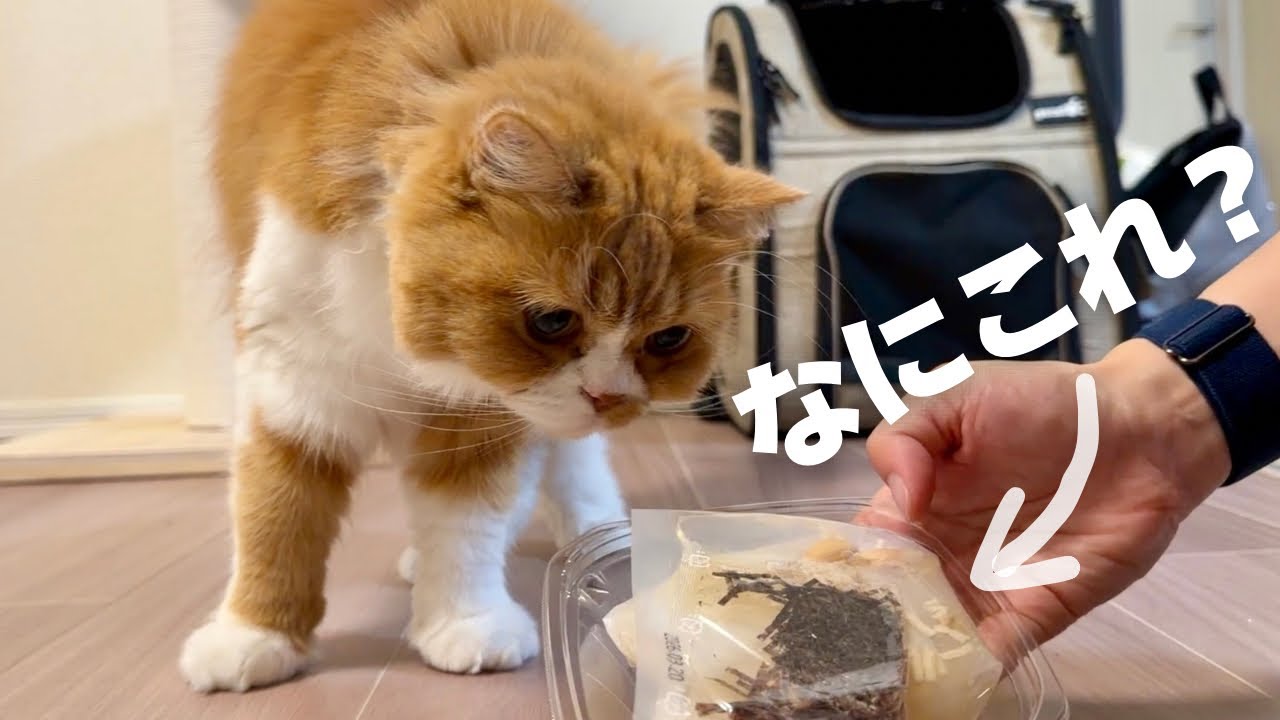 5歳のお誕生日を特別なご飯で祝おう！