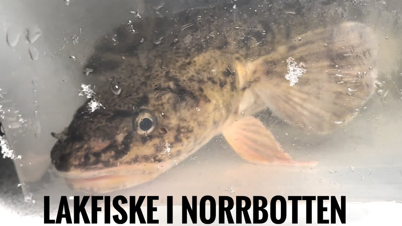 LAKFISKE I NORRBOTTEN