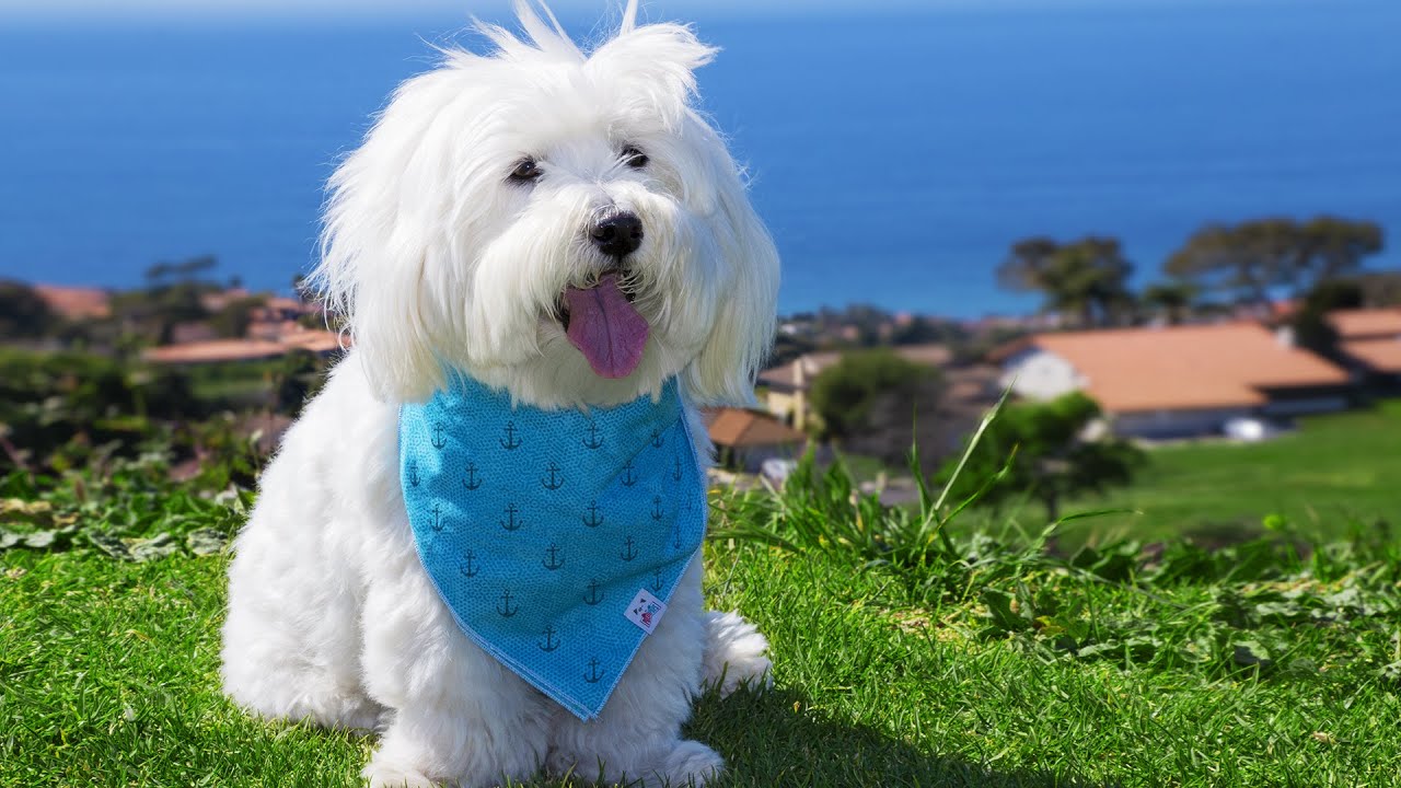 White Noise to Stop Barking Dog 🐕  Ease Separation Anxiety 🐶 10 Hours