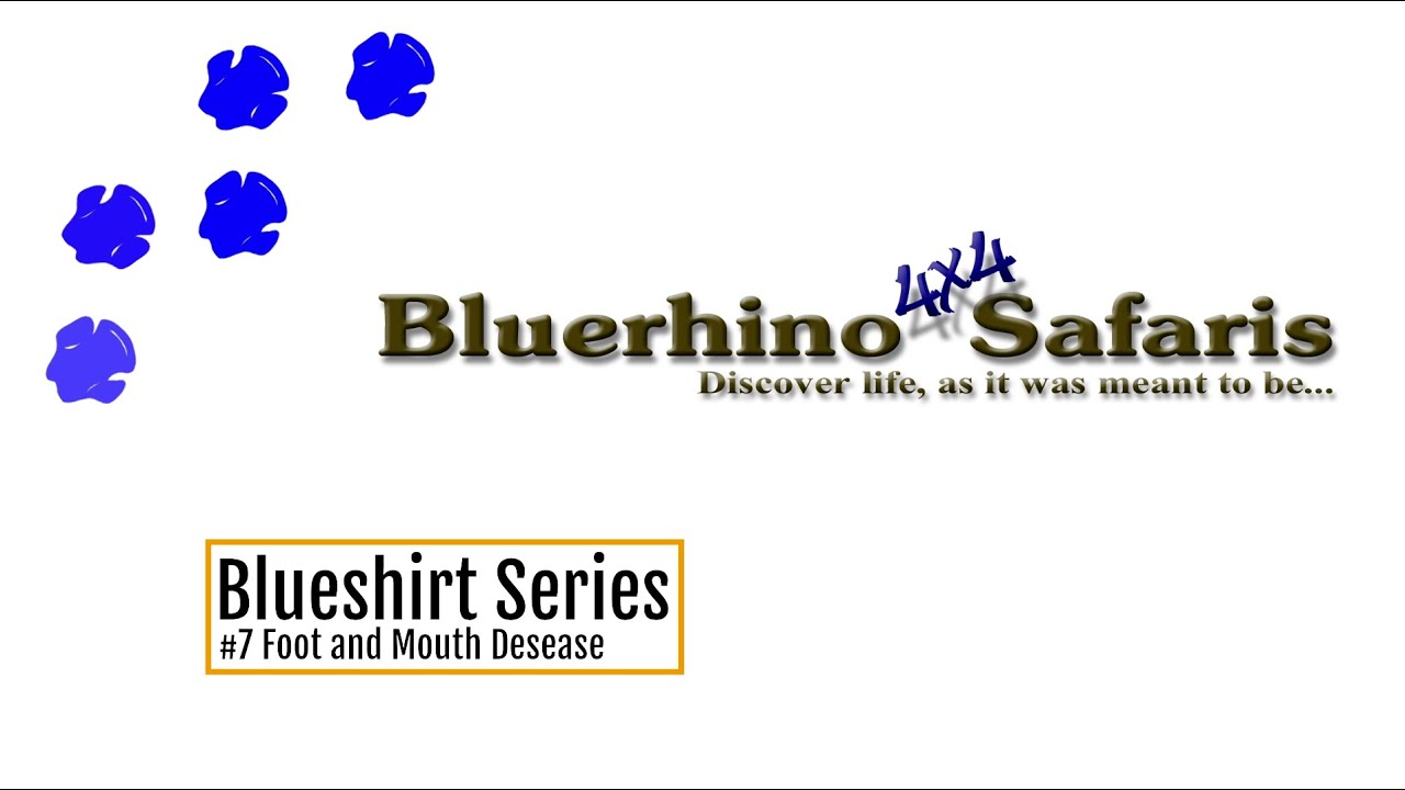 Blueshirt series #7, Foot and Mouth Disease