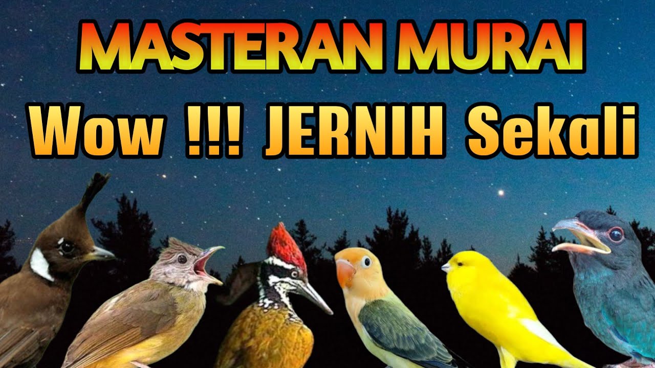 MASTERAN MURAI BATU FULL ISIAN SUARA JERNIH MURAI BAHAN CEPAT MENIRUKAN JADI JUARA