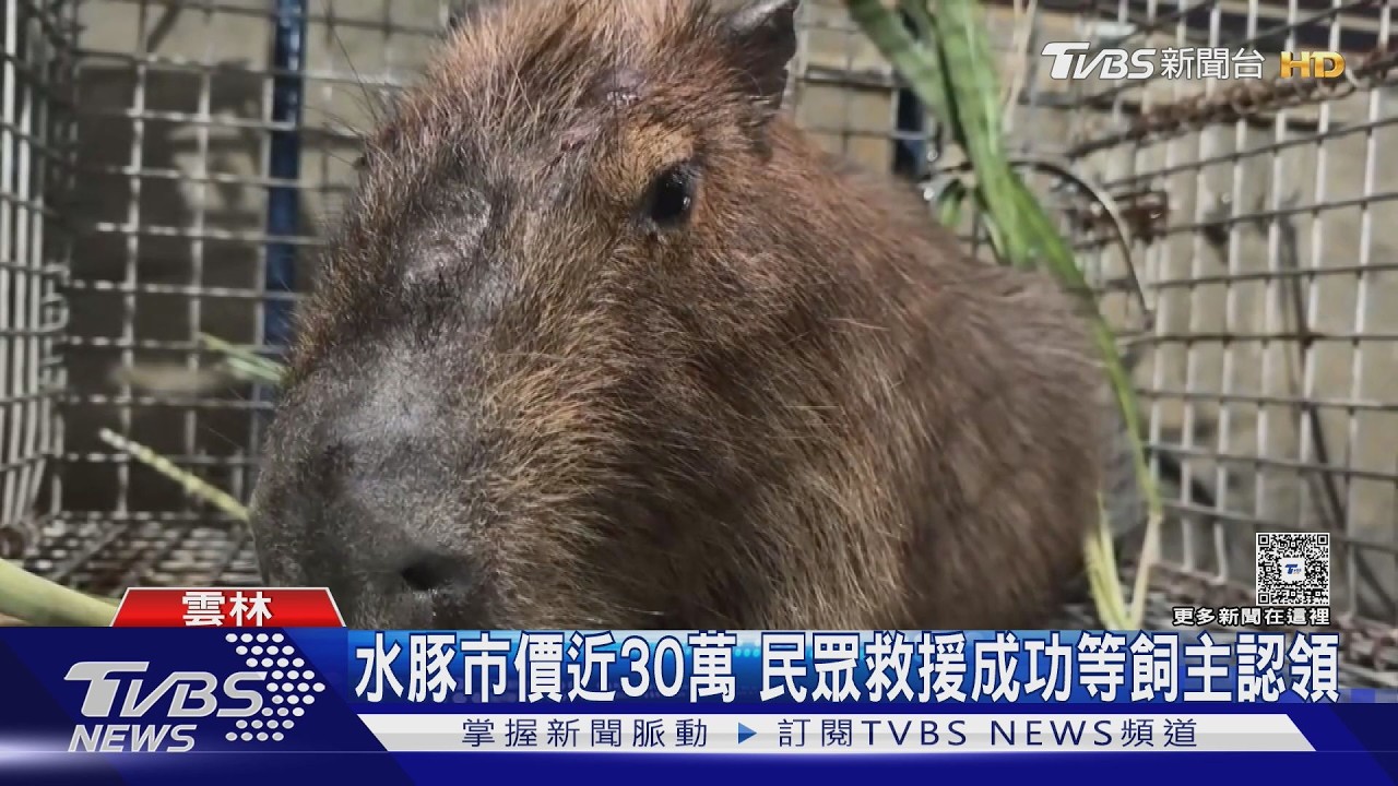 水豚也走春? 雲林水溝旁驚見水豚逛大街｜TVBS新聞 @TVBSNEWS01