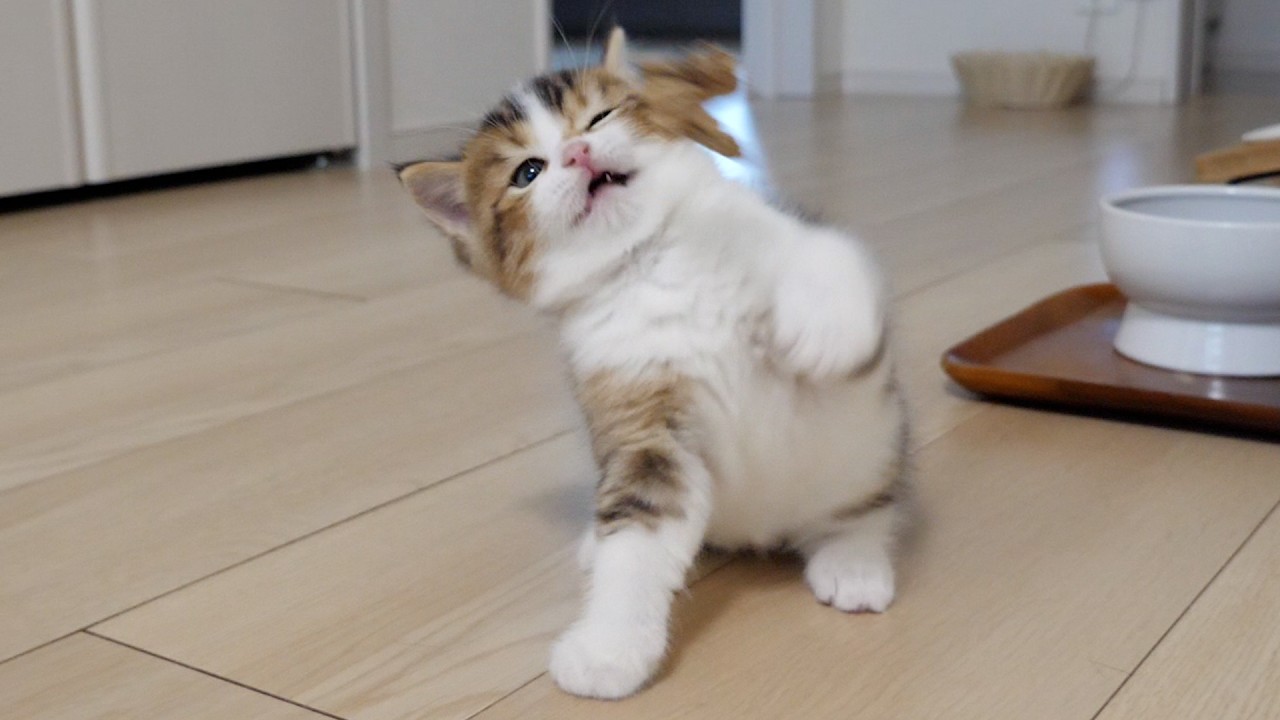 Kitten Nico does not yet play well with toys!
