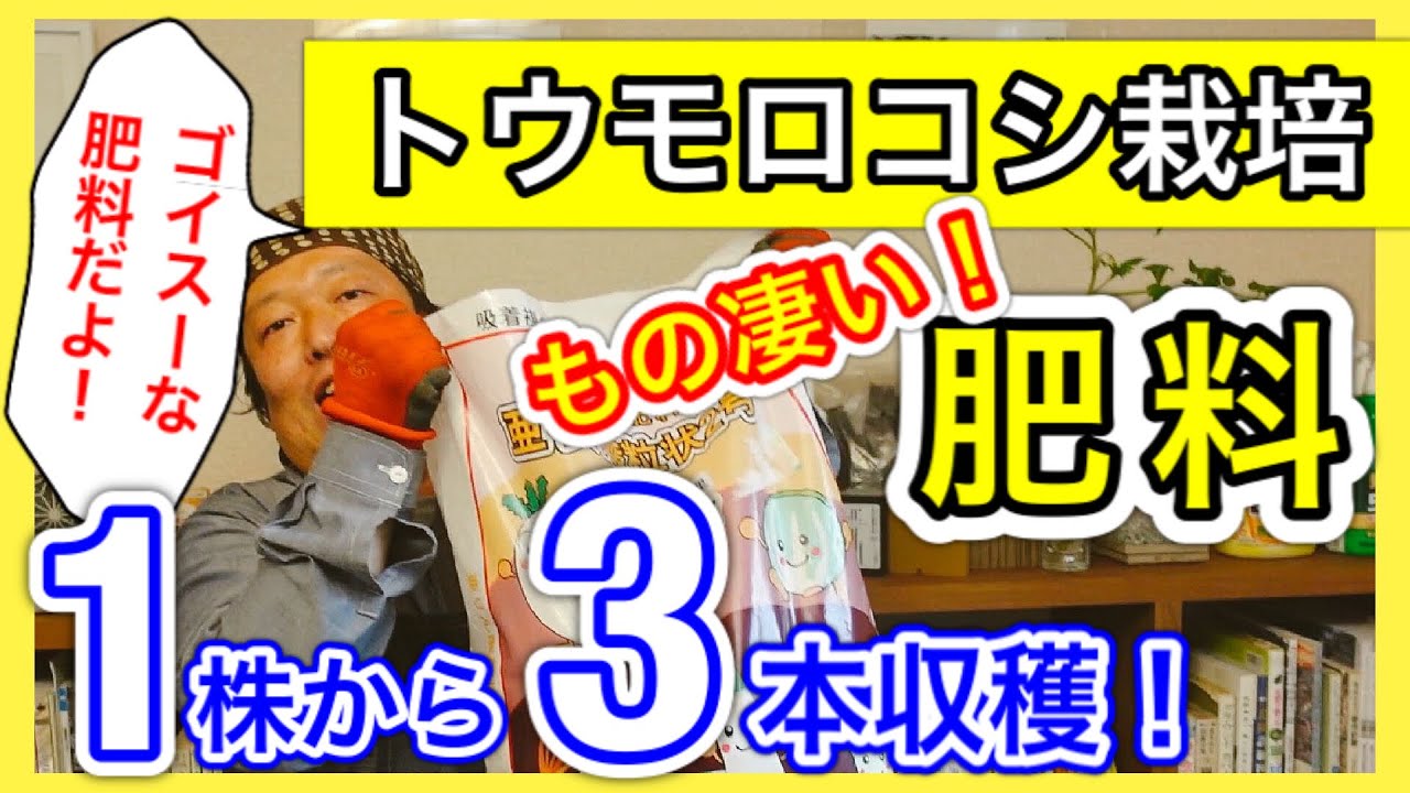 【トウモロコシ栽培】１株から3本収穫「もの凄い肥料」教えます！