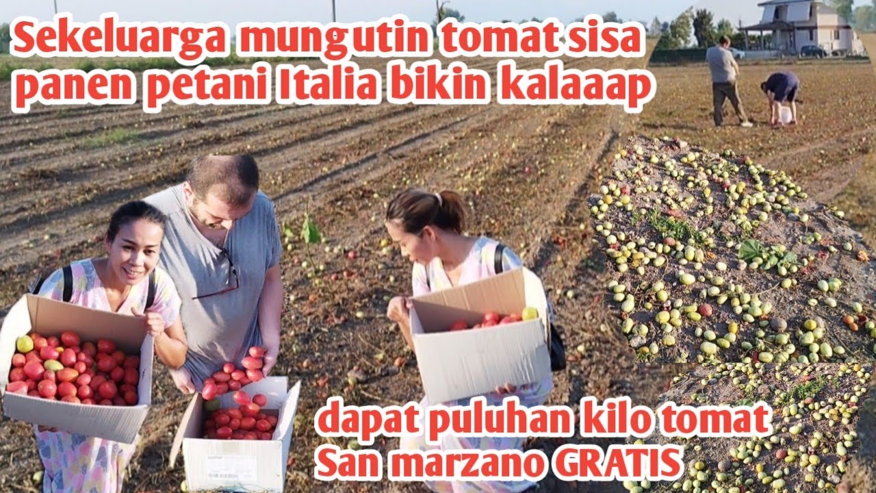 SEKELUARGA MULUNG TOMAT SAN MARZANO SISA PETANI ITALIA DAPA PULUHAN KILO GRATIS