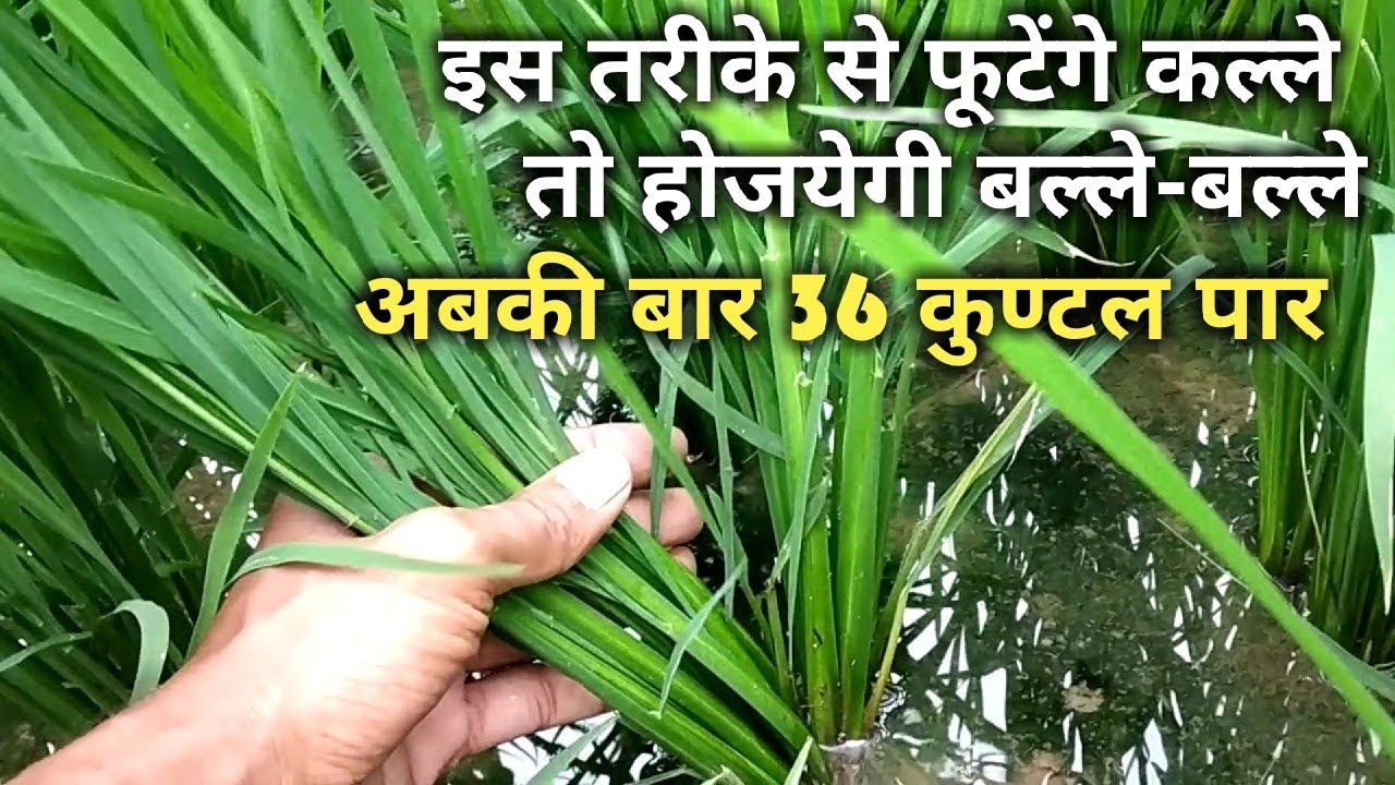 धान का खेत।36 कुण्टल/एकर उत्पादन का रिकॉर्ड बनाना है।