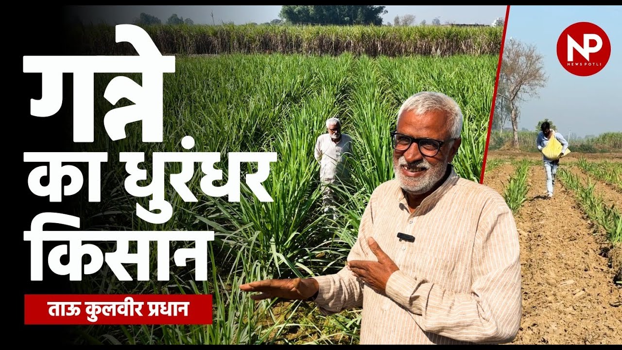 गन्ने की उन्नत खेती कैसे करे?  || Sugarcane Farming Tips || News Potli || गन्ने का धुरंधर किसान ||