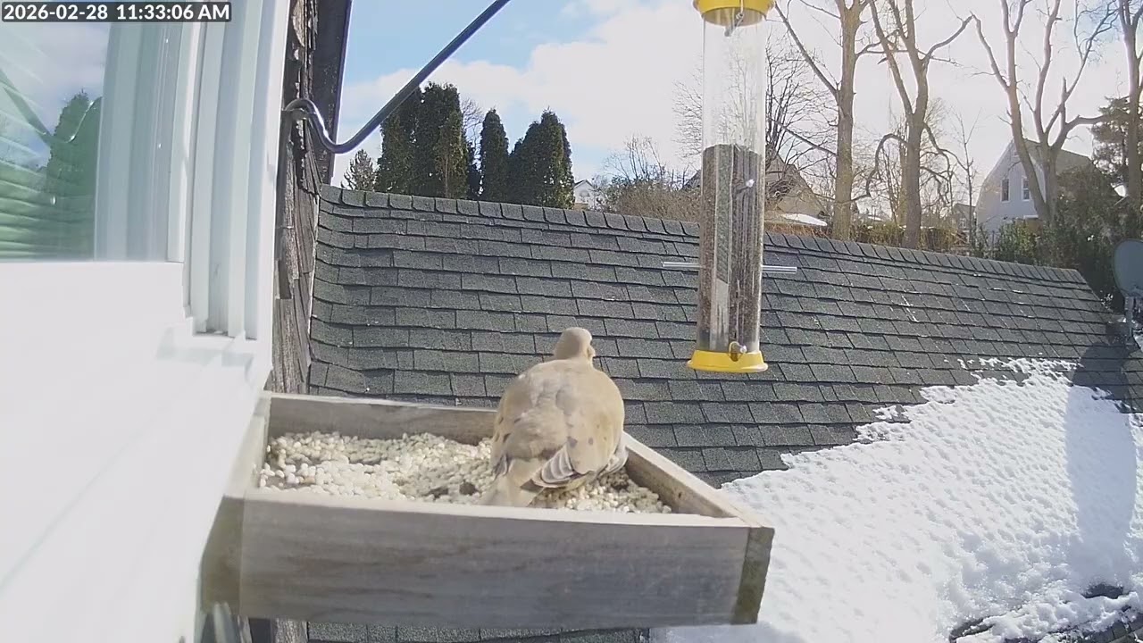 Daily Birdfeeder Highlight Reel (Saturday)