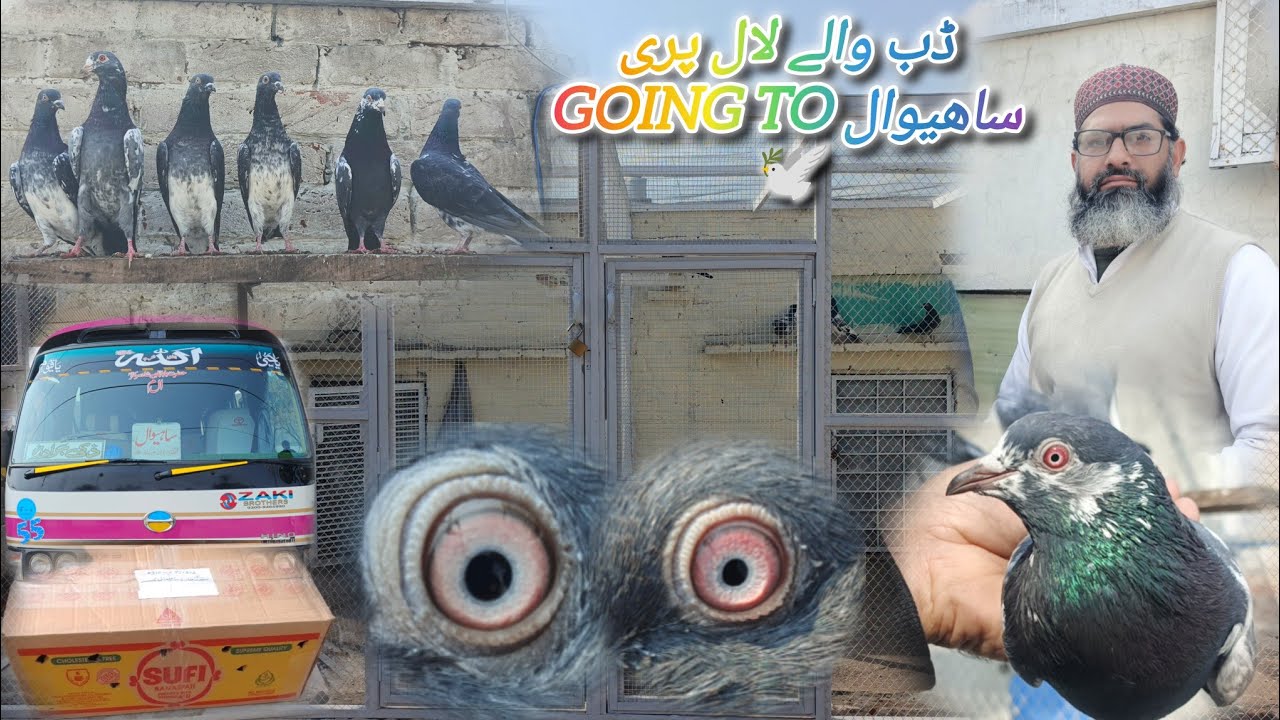 ڈب والے لال پریGoing To ساھیوال🕊Contact:03227616216