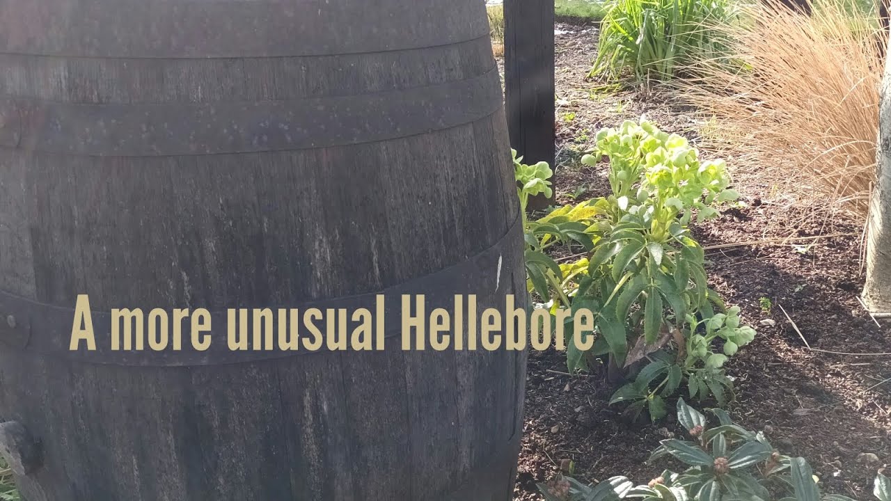 Helleborus argutifolius/foetidus how to identify which you have