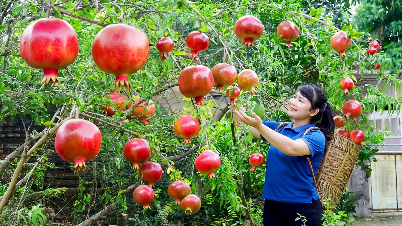 Harvest Pomegranate, goes to the market to sell - Harvesting and Cooking |Tieu Vy Real Life