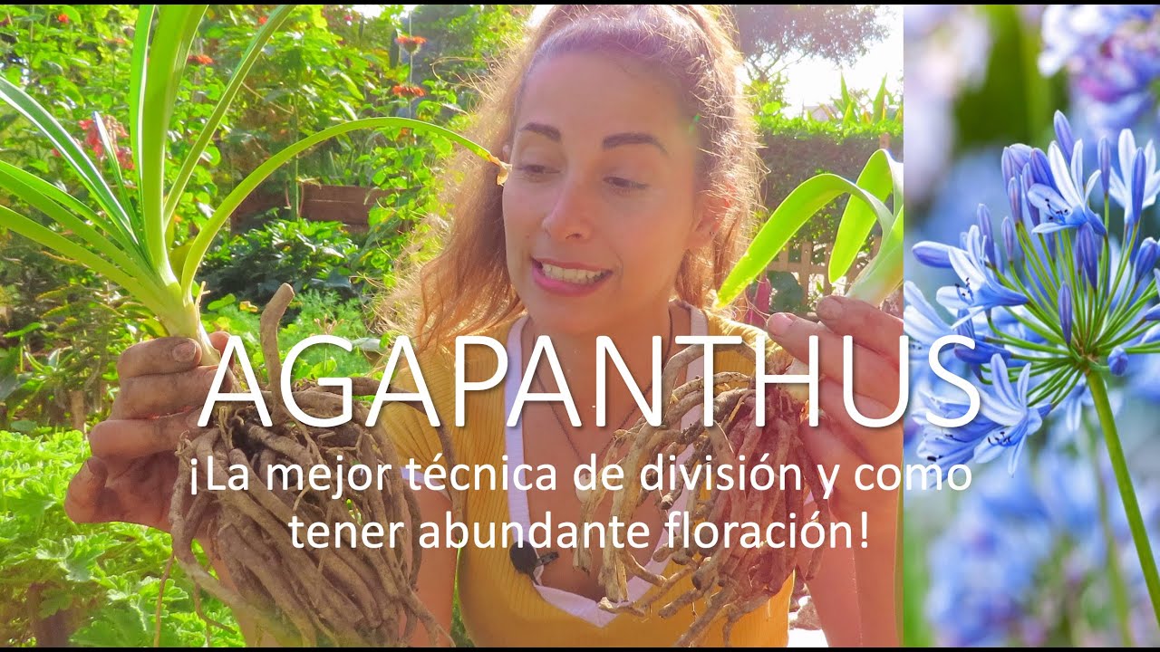 La mejor técnica de división y plantio de AGAPANTHUS (Lírio del Nilo)