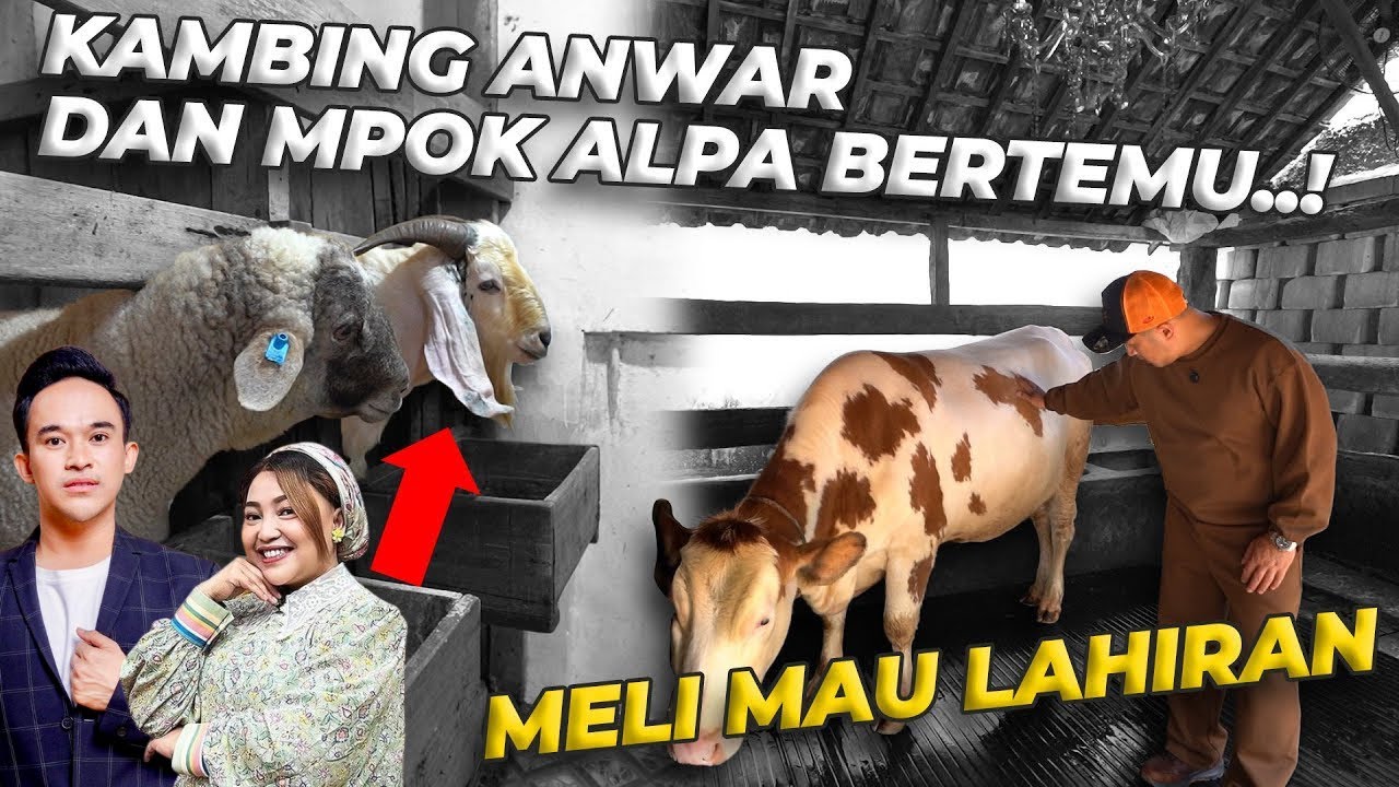 MELI SEGERA MELAHIRKAN, KANDANG SPESIAL LANGSUNG DIPERSIAPKAN!
