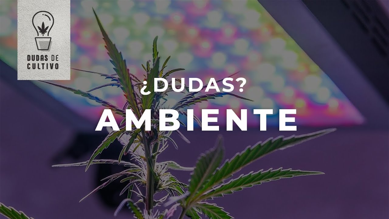 C&Oacute;MO CULTIVAR #MARIHUANA: AMBIENTE, CONTROL DE HUMEDAD Y TEMPERATURA