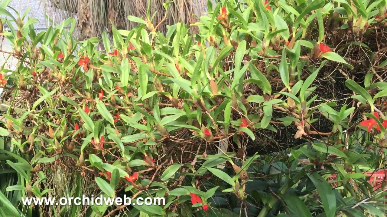 OrchidWeb - Maxillaria sophronitis