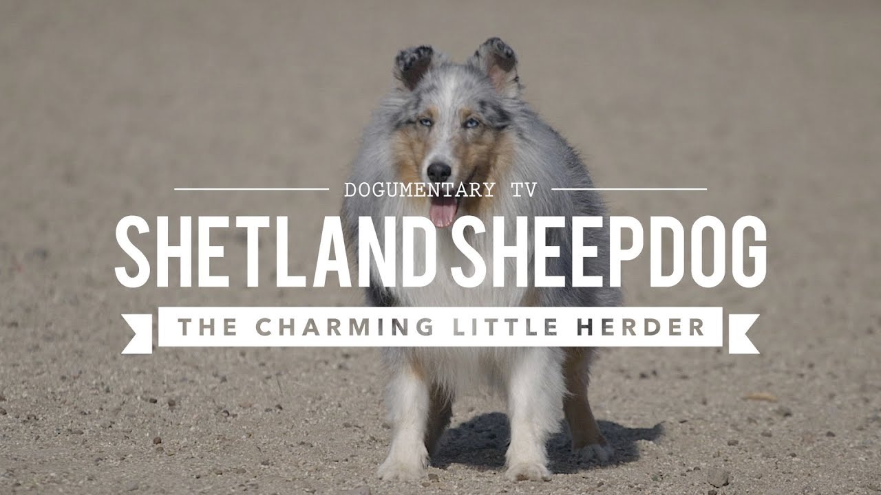 The Unsung Hero of the Herding World: Shetland Sheepdogs