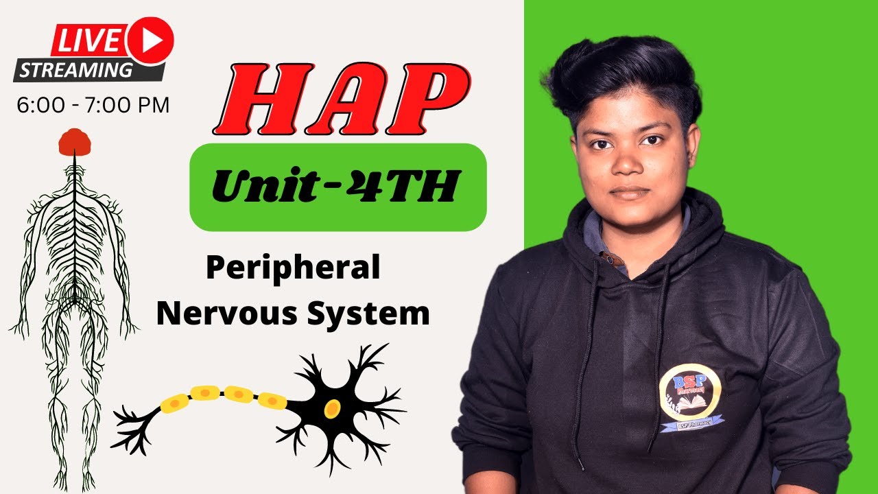 Peripheral Nervous System || PNS || HAP Live Class  || Autonomic & Somatic Nervous system BY Babita