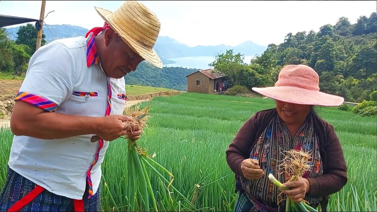 la Cosecha de Cebollas en Peña Blanca Sololá