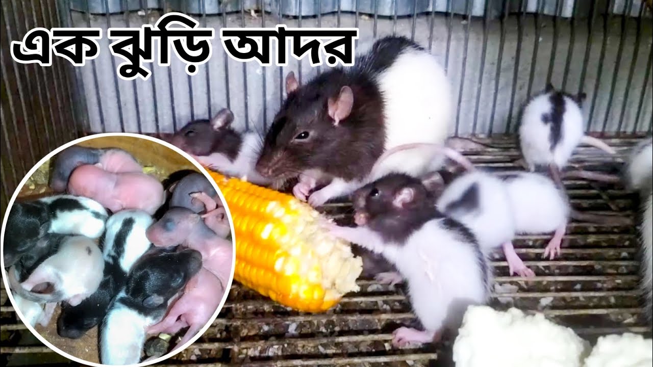 এক ঝুড়ি আদর - এতো আদর রাখি কোথায় - Rone & Pet's.