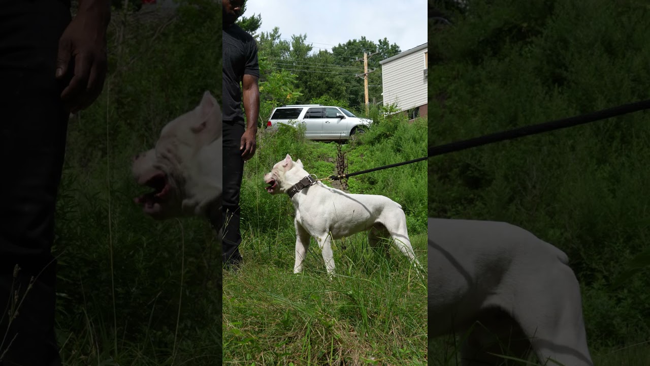 American Bulldog Scott Type #bulldog #bulldogslife #americanbulldog  #dogbreed