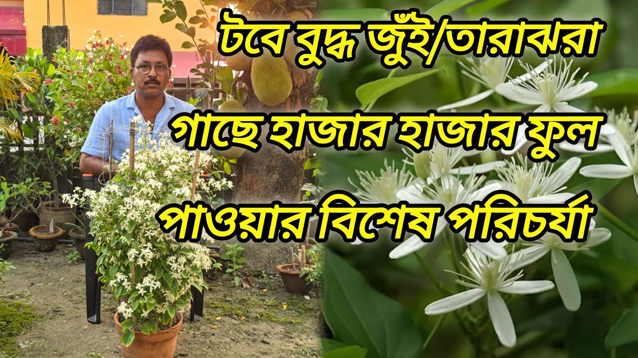 Aromatic Jui/বুদ্ধ জুঁই গাছে হাজার হাজার ফুল পাওয়ার বিশেষ পরিচর্যা #Aromatic_jui #Buddha_jui