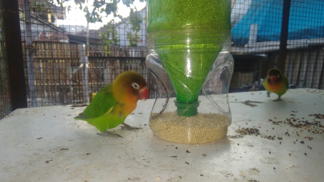 Wadah pakan buat burung dari botol dan kaleng
