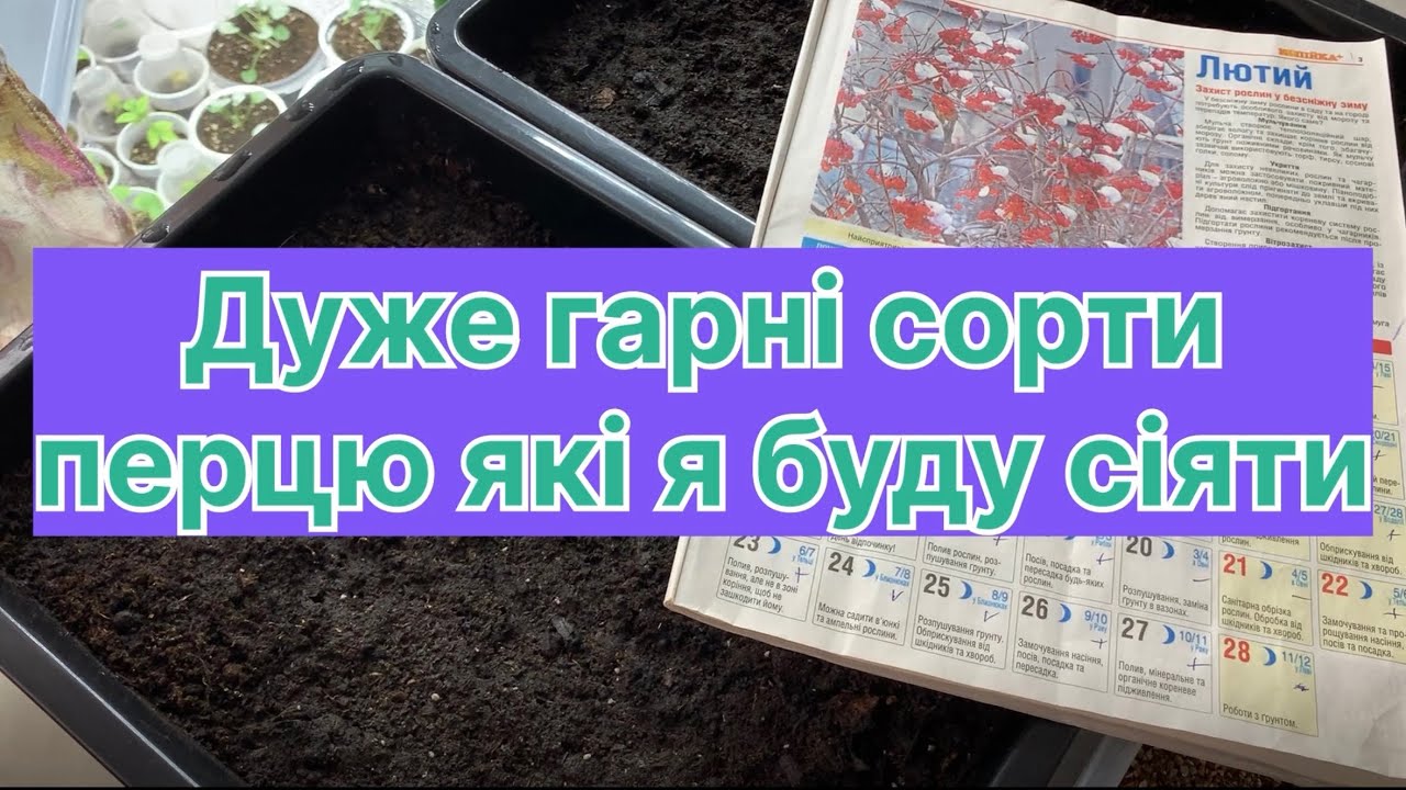 Сезон розсади відкрито 😊 Сьогодні сію перець — показую свої улюблені сорти. 