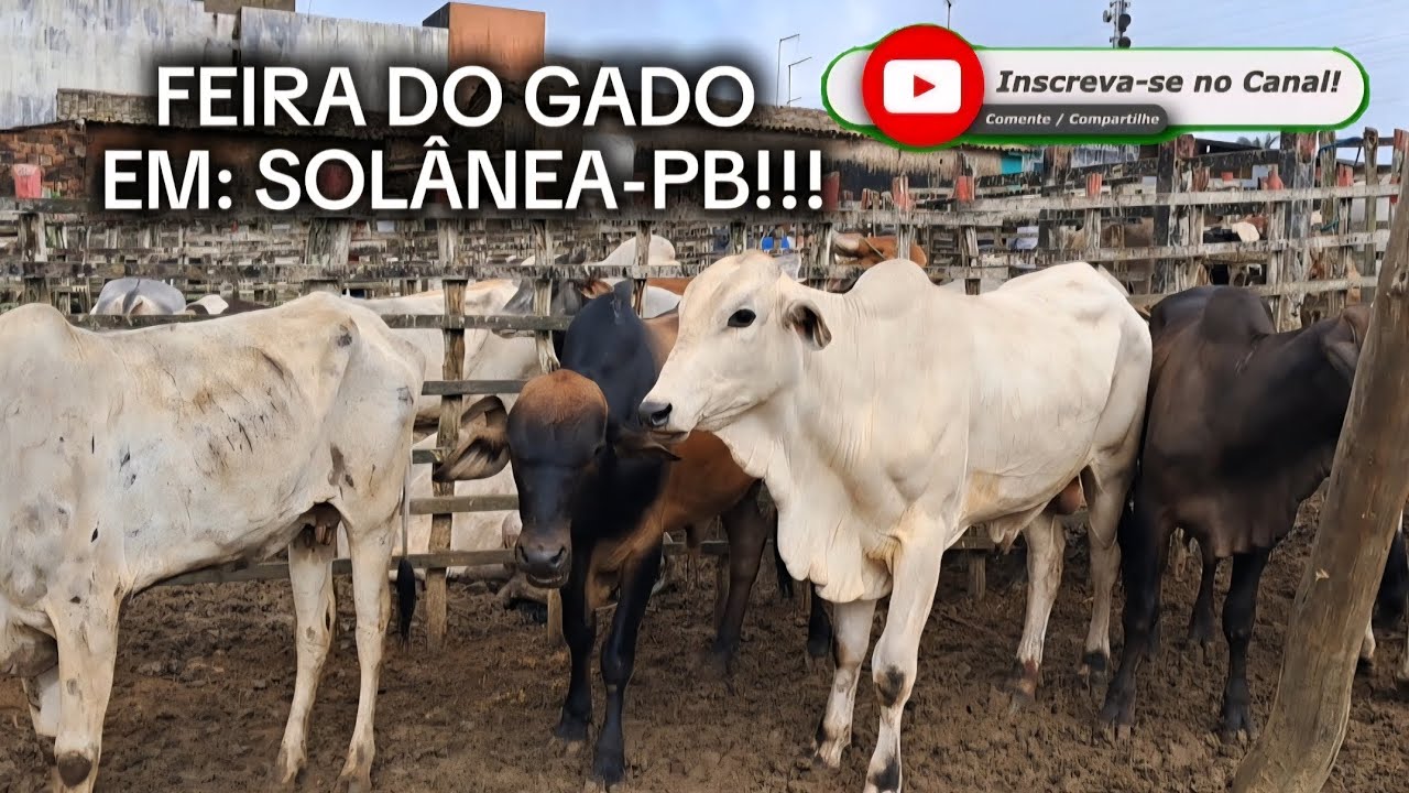 FEIRA DO GADO EM: SOLÂNEA-PB!!! 17/01/2026. 🏜📹🤠