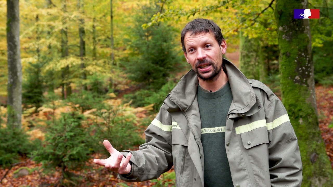 La chasse, un prérequis pour planter les forêts de demain