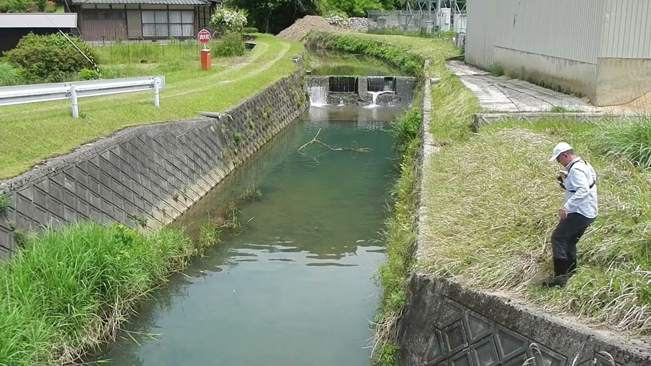 川魚をルアーで釣る。カワムツの棲む川を探して。　 Lure fishing for 