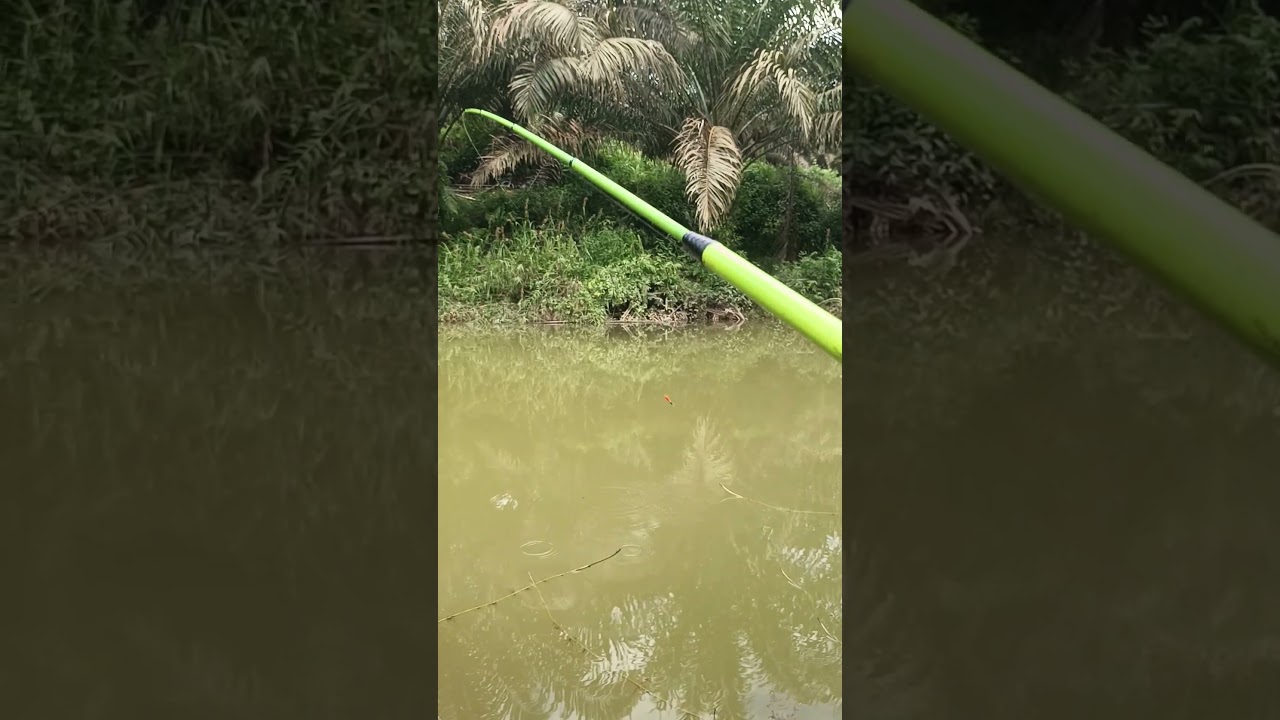 Tehnik mancing pelampung gantung langsung strek  