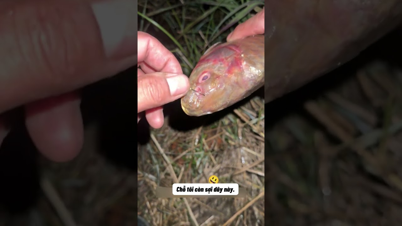 Kèo Đêm Nghịch Thiên: Vác Táo 14 Củ Đi Soi Phao - Lên Hàng Diếc Tấm Size Khủng Bố 