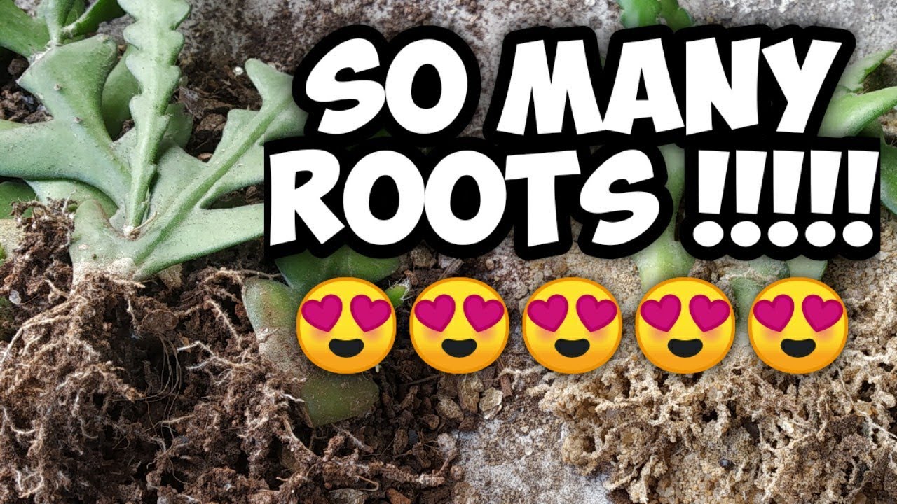 How To Propagate Fishbone Cactus ? | Grow Fish Bone Cactus From Cuttings | Whimsy Crafter