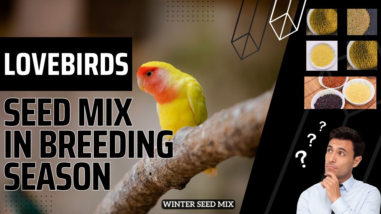Lovebirds Seedmix in breeding season |  Lovebird Seed mix Ingredients | breeding formula