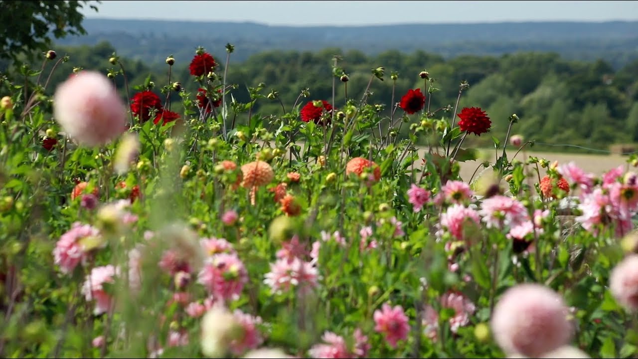 Cut flower farm in Surrey - Plantpassion