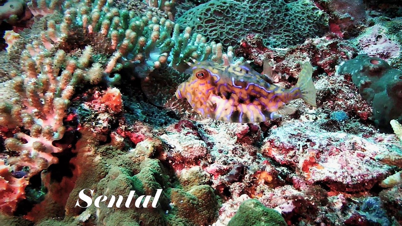 Sental