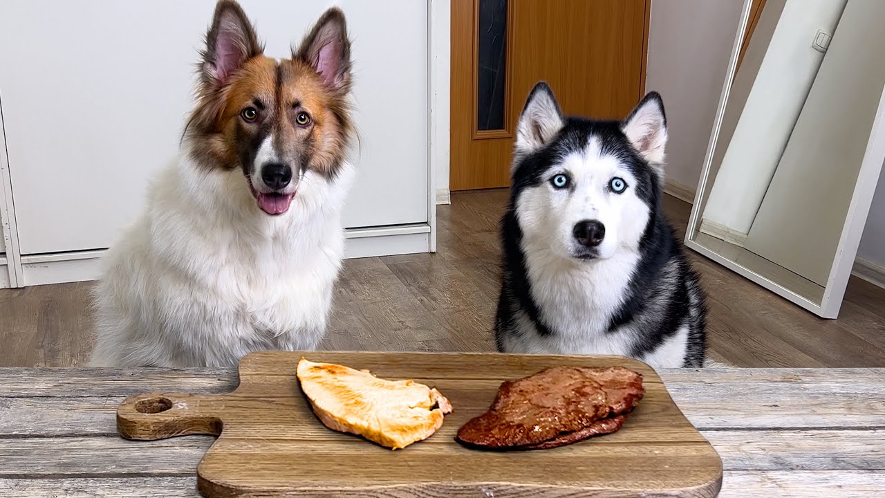 Leaving New Dog and my Husky with Steak and Chicken