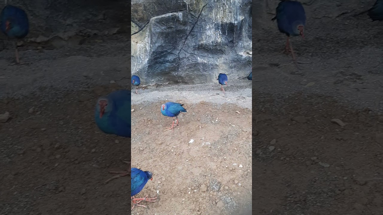 Sultan Toyuğu, Bakı Zooloji Park  ( mutleq izleyin )